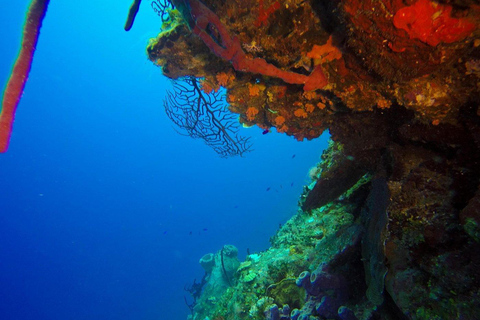 La Romana: Catalina Island Snorkeling Day Trip with Lunch
