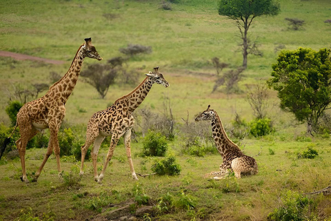 From Arusha: Arusha National Park Day Trip