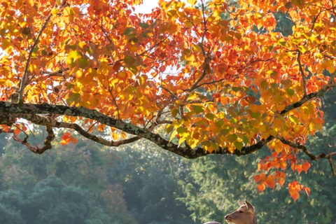 Tokyo: 7-Day Japan Highlights Private Guided Tour