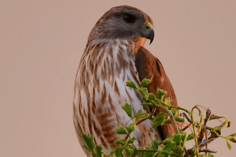 Private Birding Tour Punta Cana to Los Haitises Park