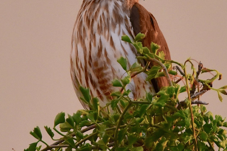 Private Birding Tour Punta Cana to Los Haitises Park