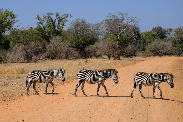Maun: safari de 8 días por el delta del Okavango con acampada.Maun: safari de 8 días por el delta del Okavango con acampada