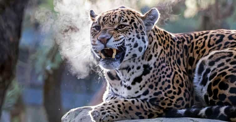 Amsterdam: ARTIS Amsterdam Royal Zoo Entry Ticket photo 2