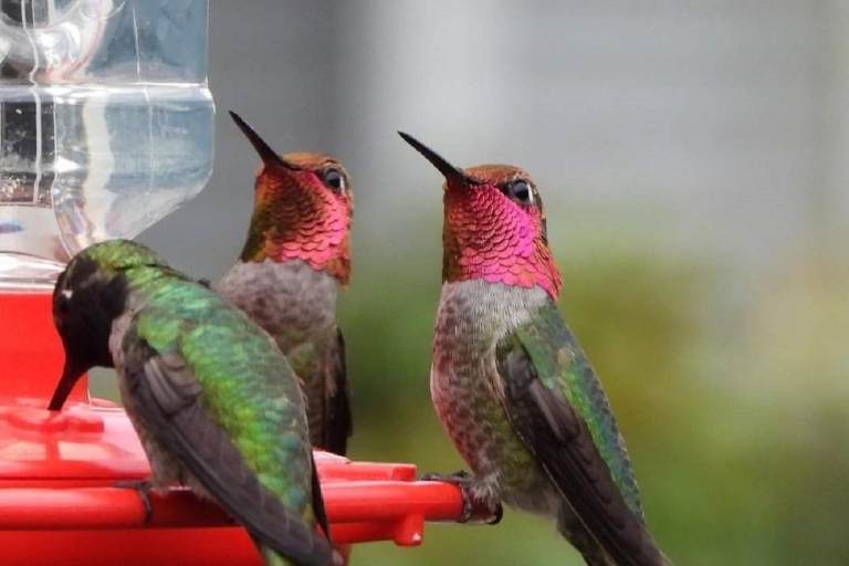 Visite de la maison des colibris de Yerette