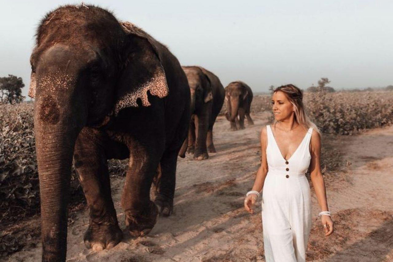 Agra: Skip the Line Taj Mahal & Elephant SOS Tour with Lunch All Included Tour with Car, Guide, Tickets & Lunch