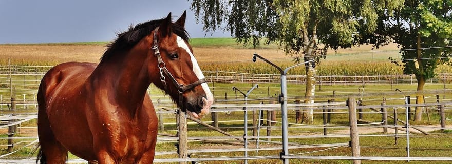 Trotter à travers les vignobles avec des collations à Cannara