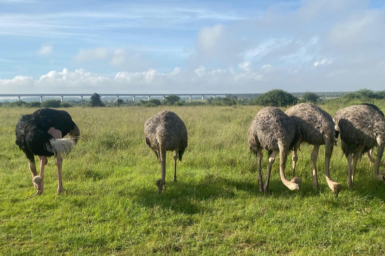 Nairobi: National Park Half-Day Safari with Hotel Pick-Up