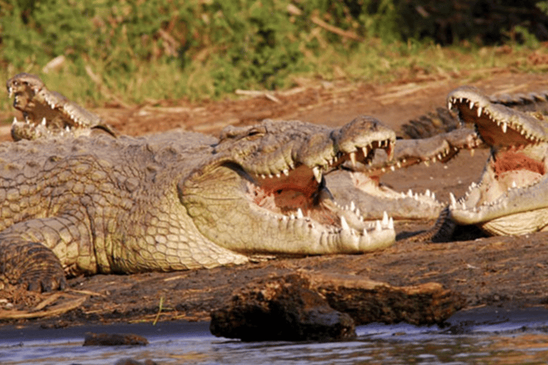 8 Days From Addis Ababa: Omo Valley Cultural & Tribal Tour