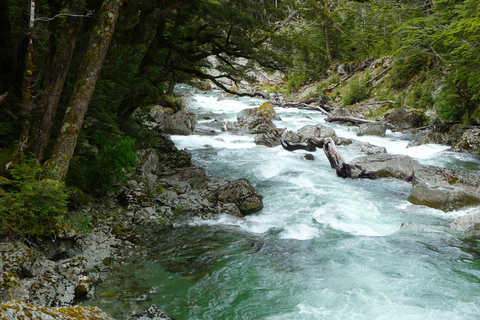 Queenstown: Geführte Ganztages- oder Halbtageswanderung auf dem Routeburn TrackRouteburn Track – geführter Naturrundgang – halbtägig