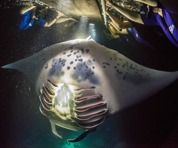 Big Island: Night Swim with Manta Ray with Hot Chocolate