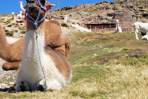 From Arequipa: Colca Canyon Day Hike