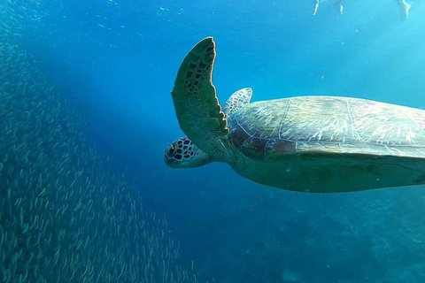 Moalboal: Avventura sul giro dell&#039;isola di Pescador con la corsa delle sardine