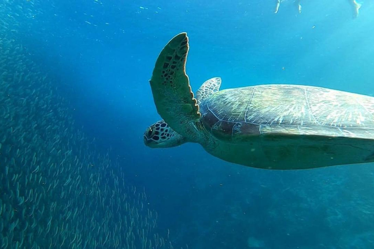 Moalboal: Avventura sul giro dell&#039;isola di Pescador con la corsa delle sardine