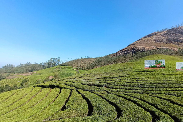 Cochin - Munnar Day Trip with Waterfalls and Tea Museum