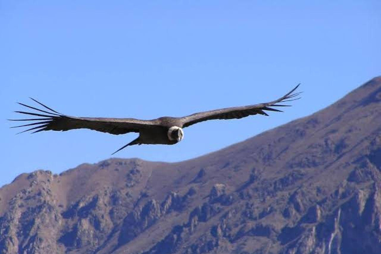 Arequipa: Colca Canyon Tour with Breakfast & Lunch