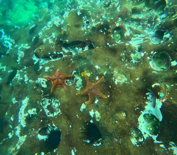 VISIT PINZON ISLAND BY YACHT /SNORKELING GALAPAGOS DAY TOUR | GetYourGuide