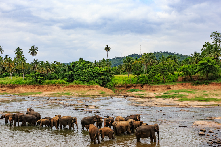 Negombo to Kandy: Pinnawala/ Tea Factory (private Tour)