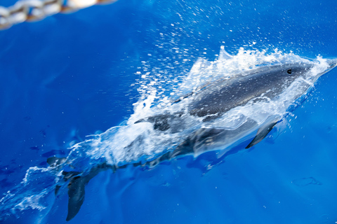 Madeira : Whales and Dolphins wooden boat excursionTour With hotel pick-up and drop off