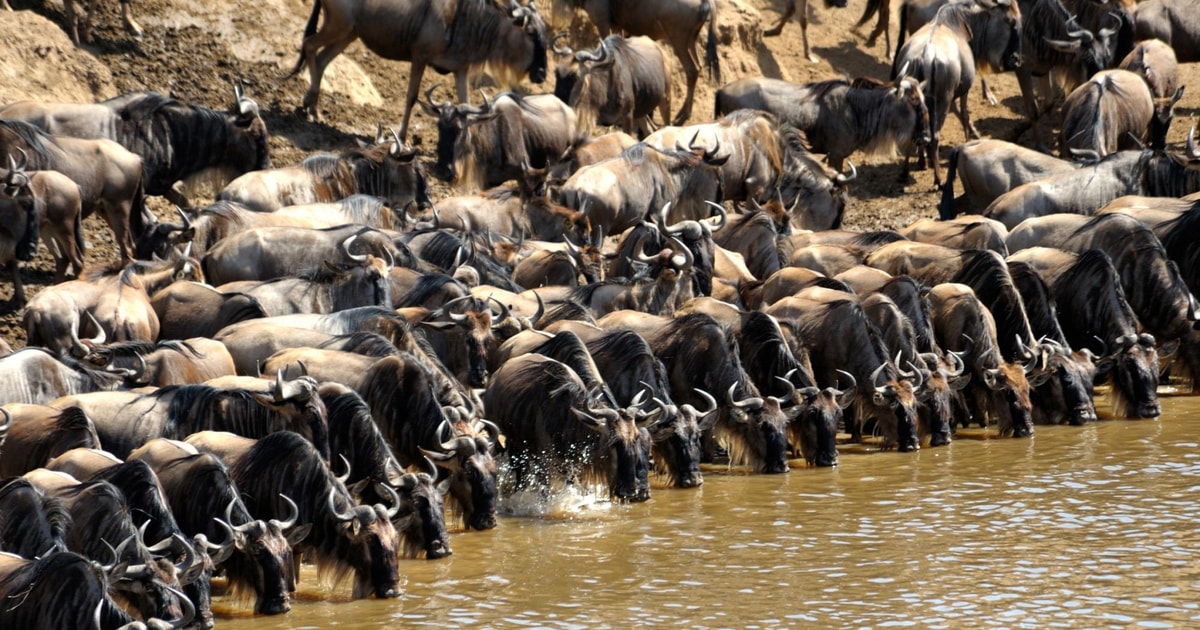 Nairobi Safari De Jours Au Masai Mara Pour La Migration Des Gnous