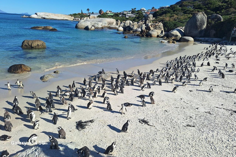 Tour privado del Cabo de Buena Esperanza y los Pingüinos