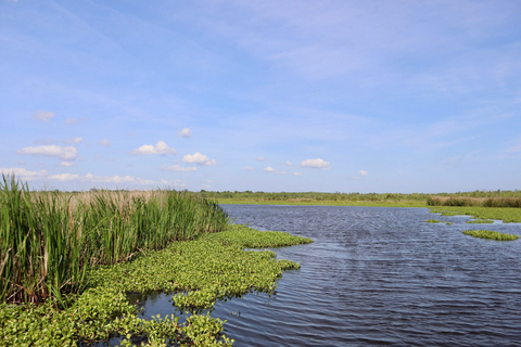 New Orleans: 10 Passenger Airboat Swamp Tour Activity without Hotel Pickup and Drop-Off