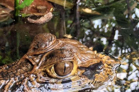 Depuis Tambopata : Randonnée dans la jungle amazonienne et lac Sandoval 1 jour