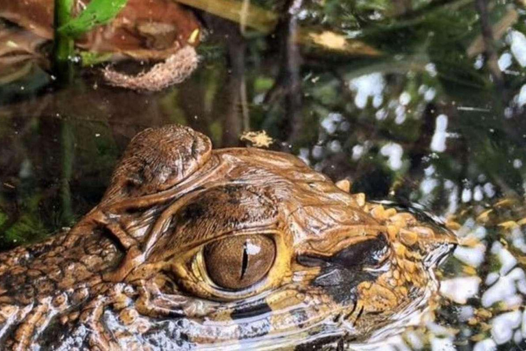 Depuis Tambopata : Randonnée dans la jungle amazonienne et lac Sandoval 1 jour