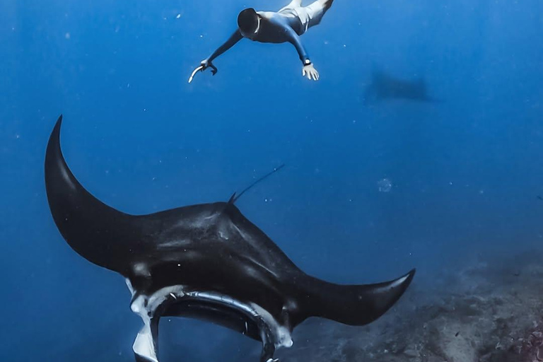 Private Boat Snorkeling Tour Manta Rays, Central Of Komodo