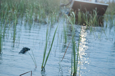 From Miami: Everglades Night Tour with Airboat Ride