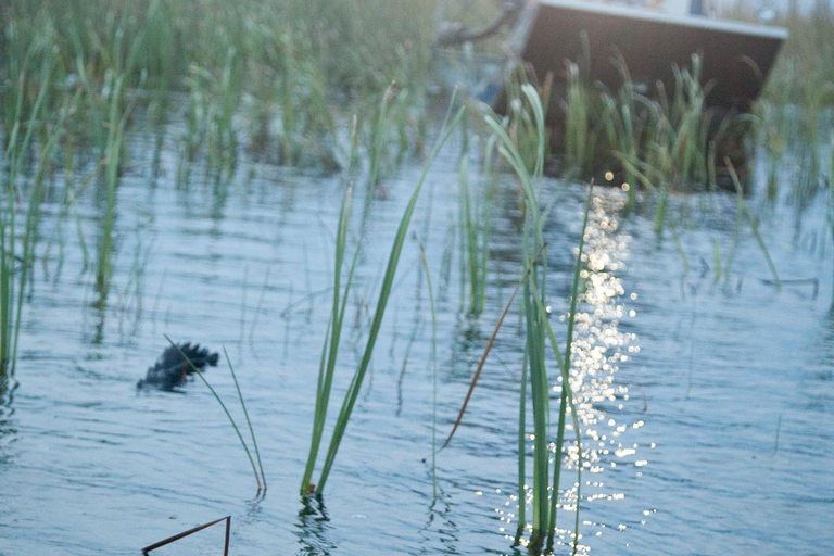 From Miami: Everglades Night Tour with Airboat Ride