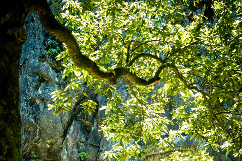 Hangzhou:Feilai Feng Scenic Tour mit antiken Steinmetzarbeiten