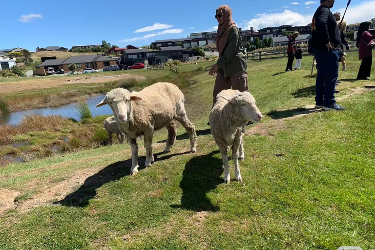 Christchurch: Lake Tekapo Day Tour with Petting Zoo
