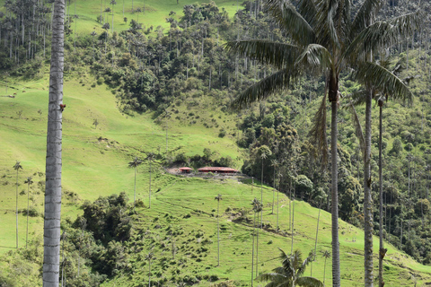 La Carbonera Adventure: Hiking & Horseback Riding in the Andean Palm Forest Salento: Tour to La Carbonera and the wax palm forest