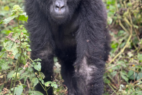 Uganda: 3-dagars äventyr med spårning av gorillor