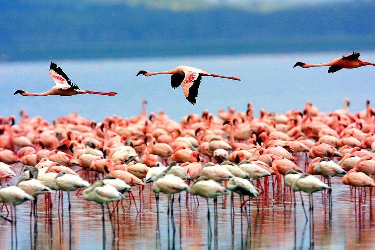 4 Days Safari to Lake Manyara, Serengeti and Ngorongoro