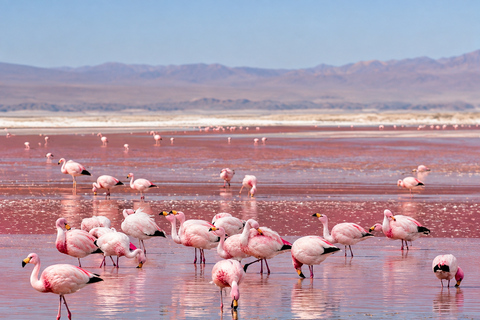 Uyuni Salt Flats 3-Day Tour to San Pedro de Atacama and Meal TOUR IN ENGLISH
