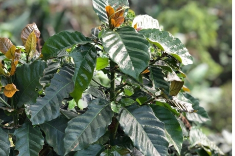 Wandelen en koffietour in Minca: Erfenis en productieWandeltocht door Minca: Ontdek de koffie en zijn erfenis