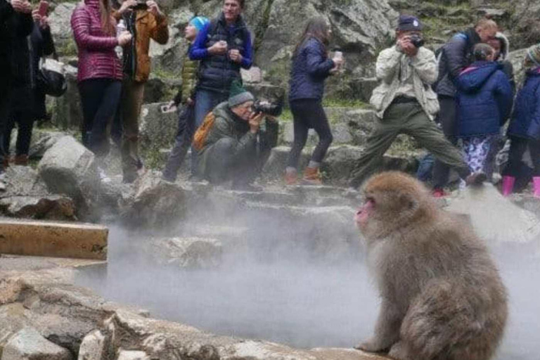 طوكيو جولة خاصة ليوم واحد في حديقة القرود الثلجية ومعبد زينكوجيجولة قرد الثلج ومعبد زينكوجي في سيا