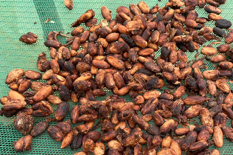 Medellin : Visite d&#039;une ferme de cacao et fabrication de chocolat, près de la villeVisite partagée