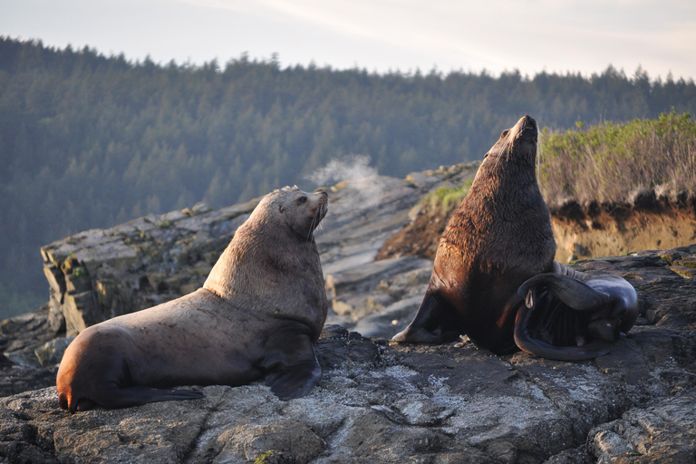 Anacortes: Whale and Orca Boat Tour near Seattle