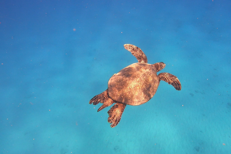 Oahu: Beginner SCUBA duik bij Electric Beach