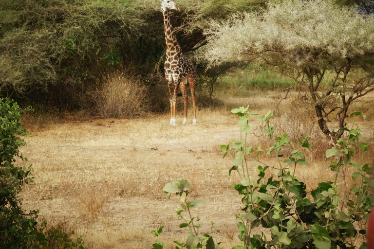 Lake Manyara Day TripPrivate Lake Manyara day trip