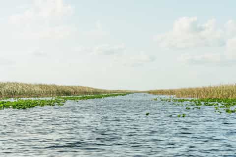 Miami: Everglades Airboat Ride, Wildlife Show & Bus Transfer