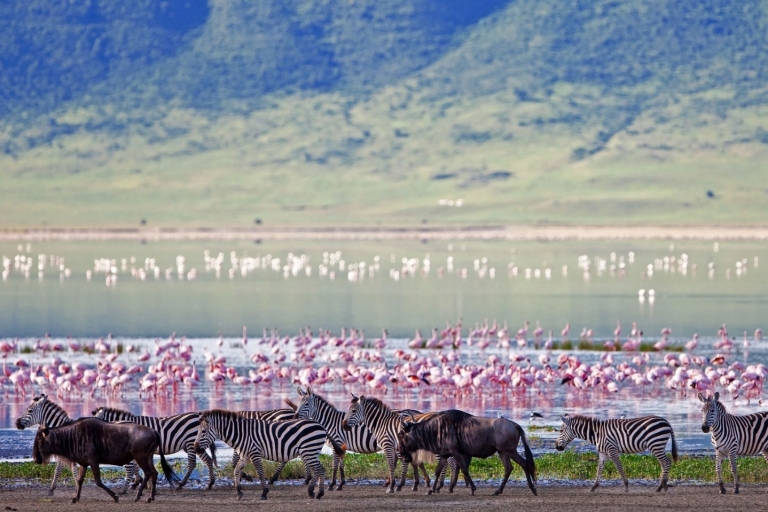 Tanzania: Safari de 6 días por el Serengeti y el cráter del Ngorongoro