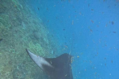Nusa Penida: Afternoon Manta Snorkeling & Kelingking Sunset Afternoon Manta Snorkeling & Kelingking Sunset with Transfer