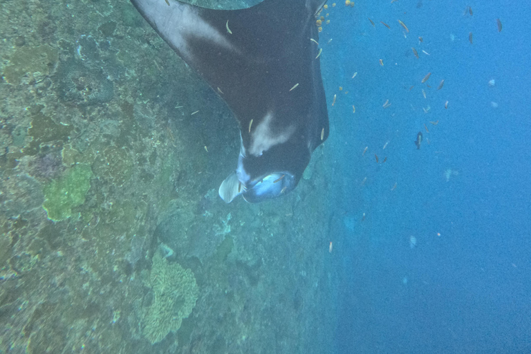 Nusa Penida: Afternoon Manta Snorkeling & Kelingking Sunset Afternoon Manta Snorkeling & Kelingking Sunset with Transfer