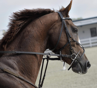 Sorties à cheval à Doha