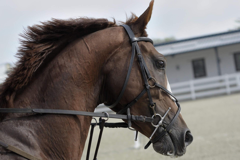 From Doha: Desert Horse Riding Tour