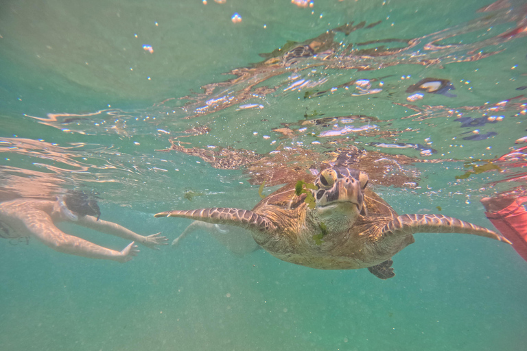 Mirissa Snorkeling Tour with Turtle Adventure and Free Video