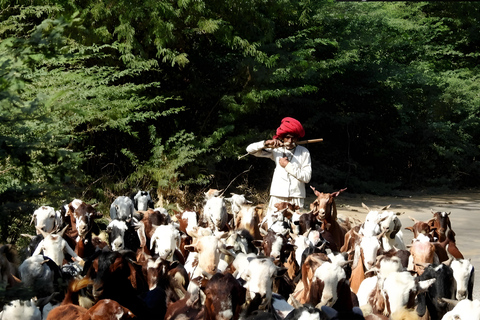 贾瓦伊：猎豹巡游与野生动物探秘之旅贾瓦伊：豹猎游与野生动物体验